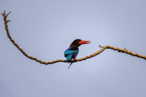 Javan Kingfisher