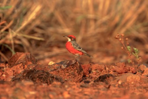 Crimson Chat