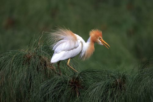 Waterbirds