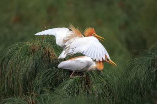 Cattle Egrets