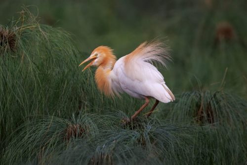 Cattle Egret