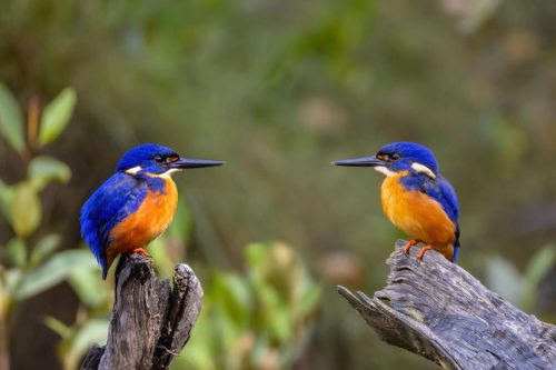 Azure Kingfishers