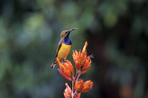 Sahul Sunbird