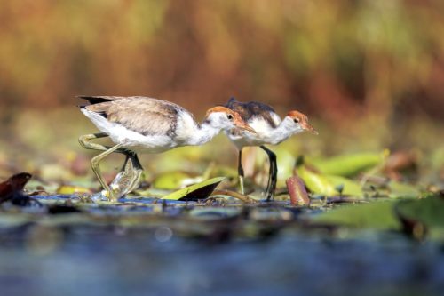 Comb-crested Jacanas