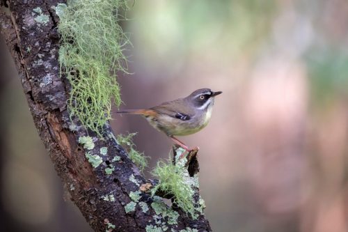 White-browed Scrubwren