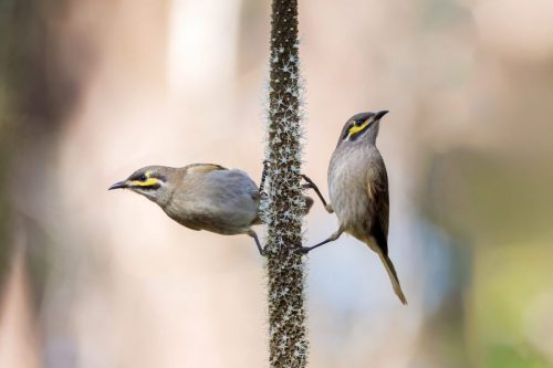 Honeyeaters