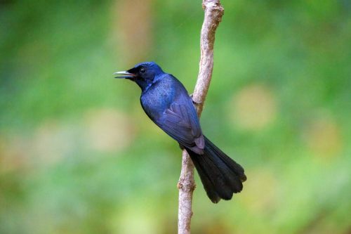 Shining Flycatcher
