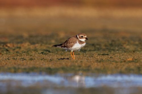 Semipalmated plover