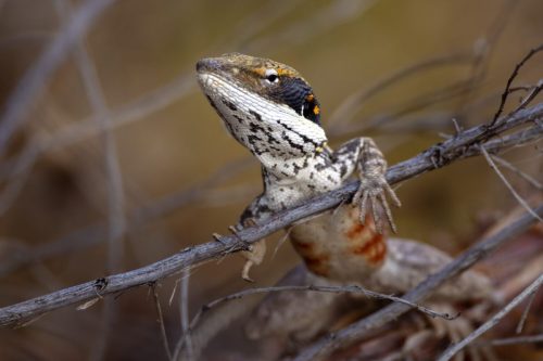 Jumping lizard