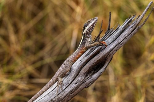 Jumping lizard