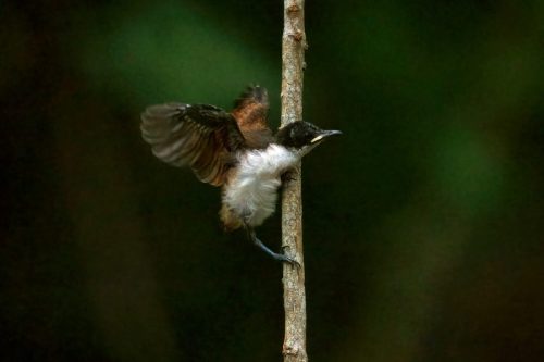 Shining Flycatcher