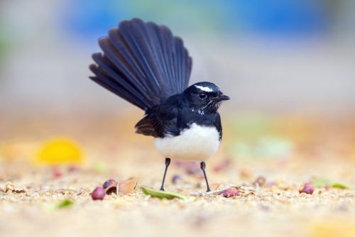 Willy Wagtail