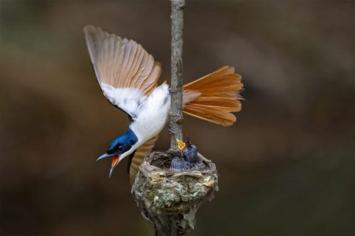 Songbirds / passerines