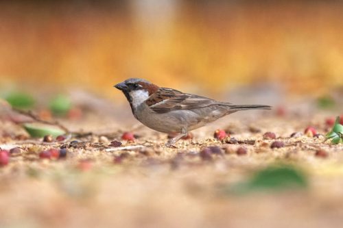 House Sparrow