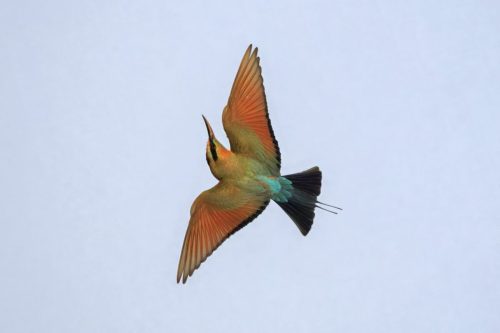 Rainbow Bee-eater