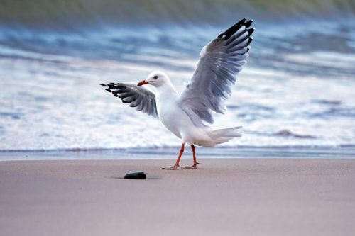 Silver Gull