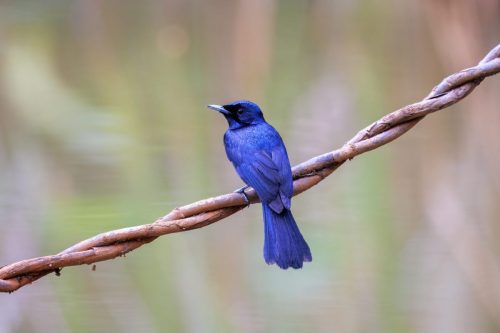Shining Flycatcher