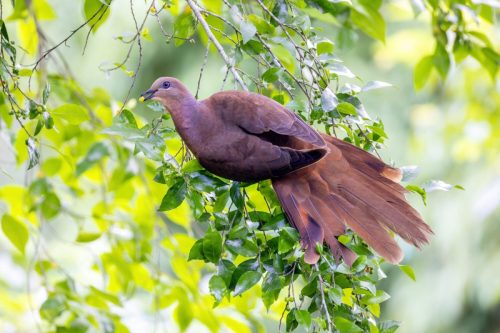 Brown Cuckoo-Dove