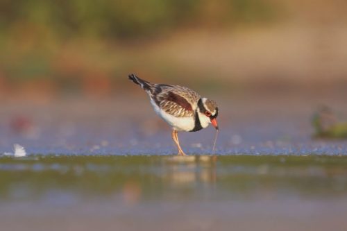 Black-fronted Dotterel