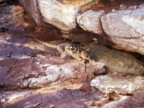 Northern Quoll