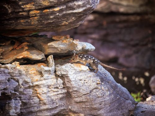 Northern Quoll