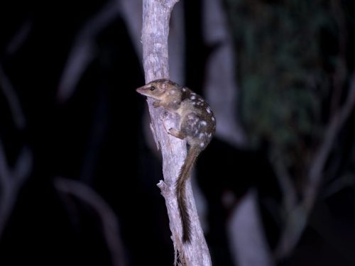 Northern Quoll