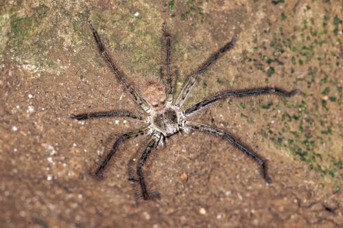 Spider
