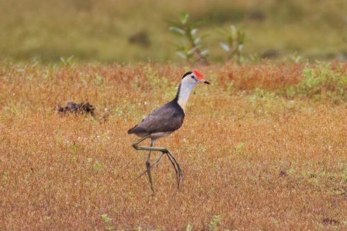 Jacana