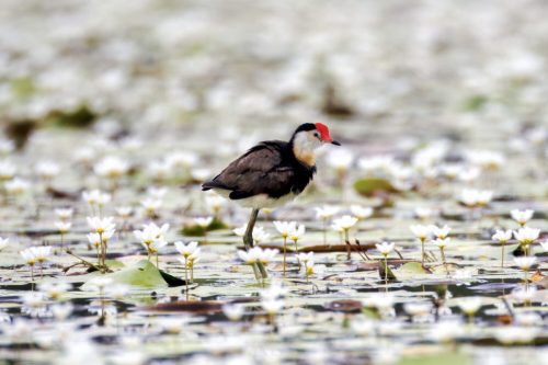 Jacana