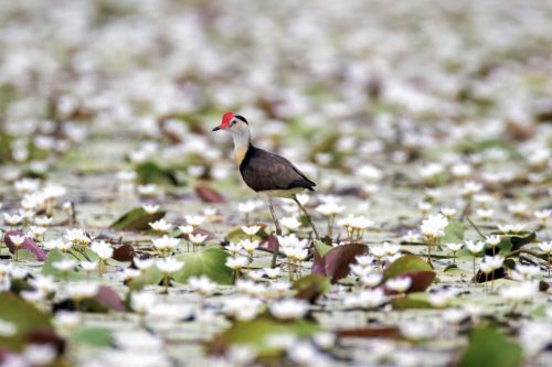 Comb-crested Jacana