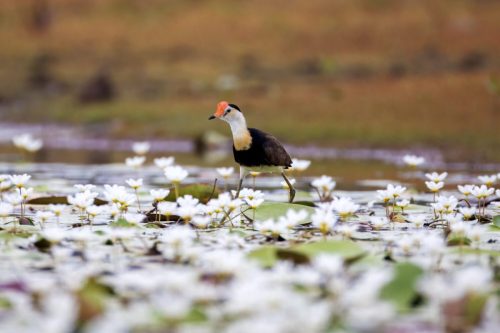 Jacana