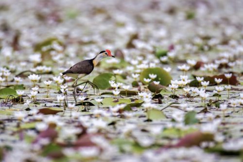 Comb-crested Jacana