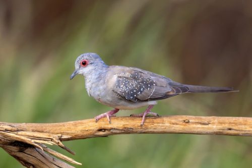 Diamond Dove