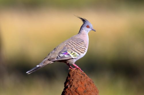 Crested Pigeon
