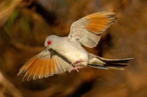 Diamond Dove