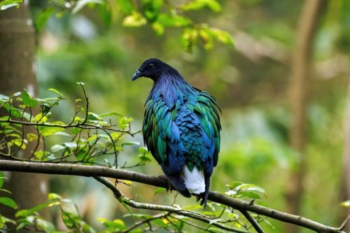 Nicobar Pigeon