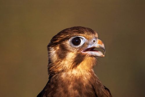 Brown Falcon