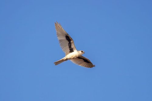 Letter-winged Kite