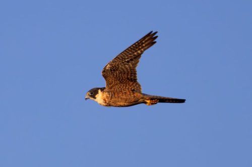 Peregrine Falcon