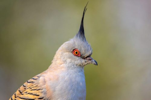 Crested Pigeon